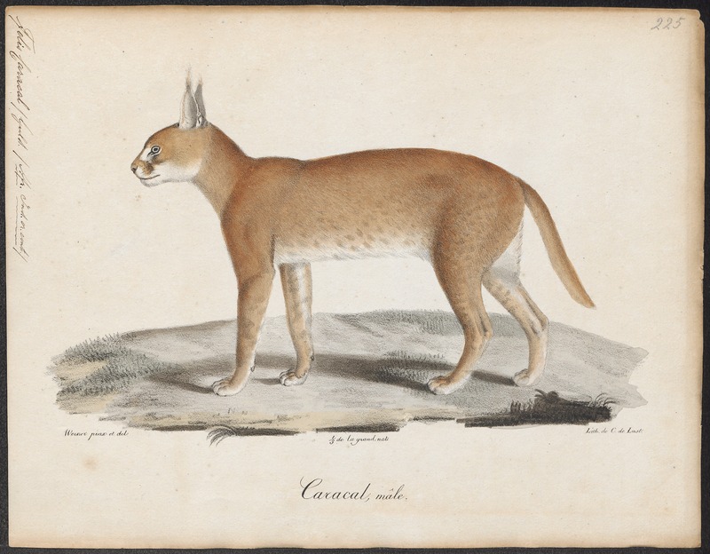 Felis caracal - 1818-1842 - Print - Iconographia Zoologica - Special Collections University of Amsterdam - UBA01 IZ22100352.jpg