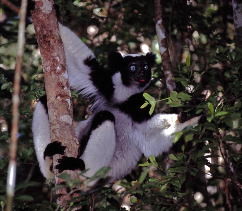 Indri (Indri indri) (7620904288).jpg