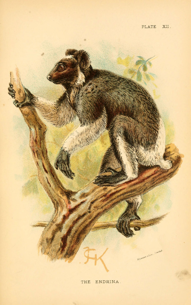 A hand-book to the primates (Plate XII) (6028571743).jpg