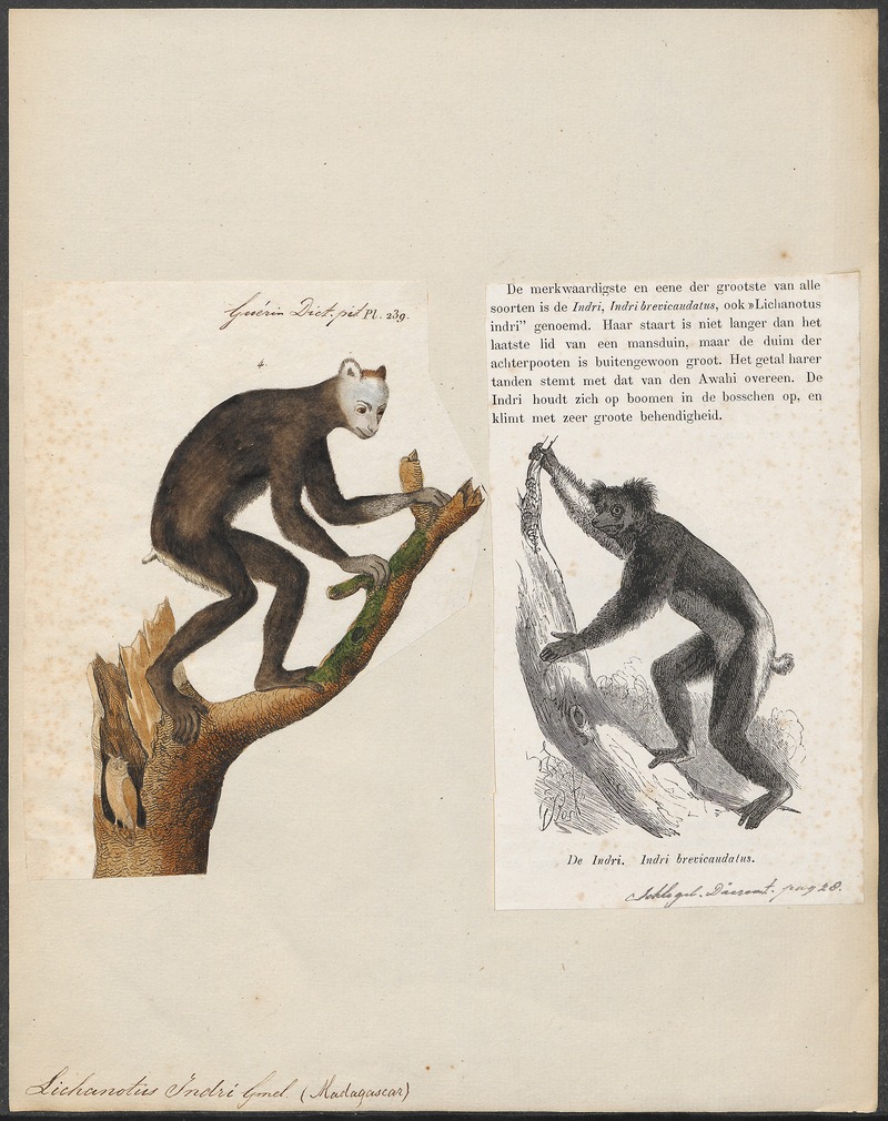 Lichanotus indri - 1700-1880 - Print - Iconographia Zoologica - Special Collections University of Amsterdam - UBA01 IZ19700167.jpg
