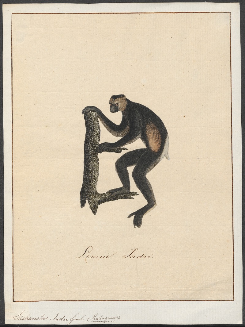 Lichanotus indri - 1700-1880 - Print - Iconographia Zoologica - Special Collections University of Amsterdam - UBA01 IZ19700165.jpg