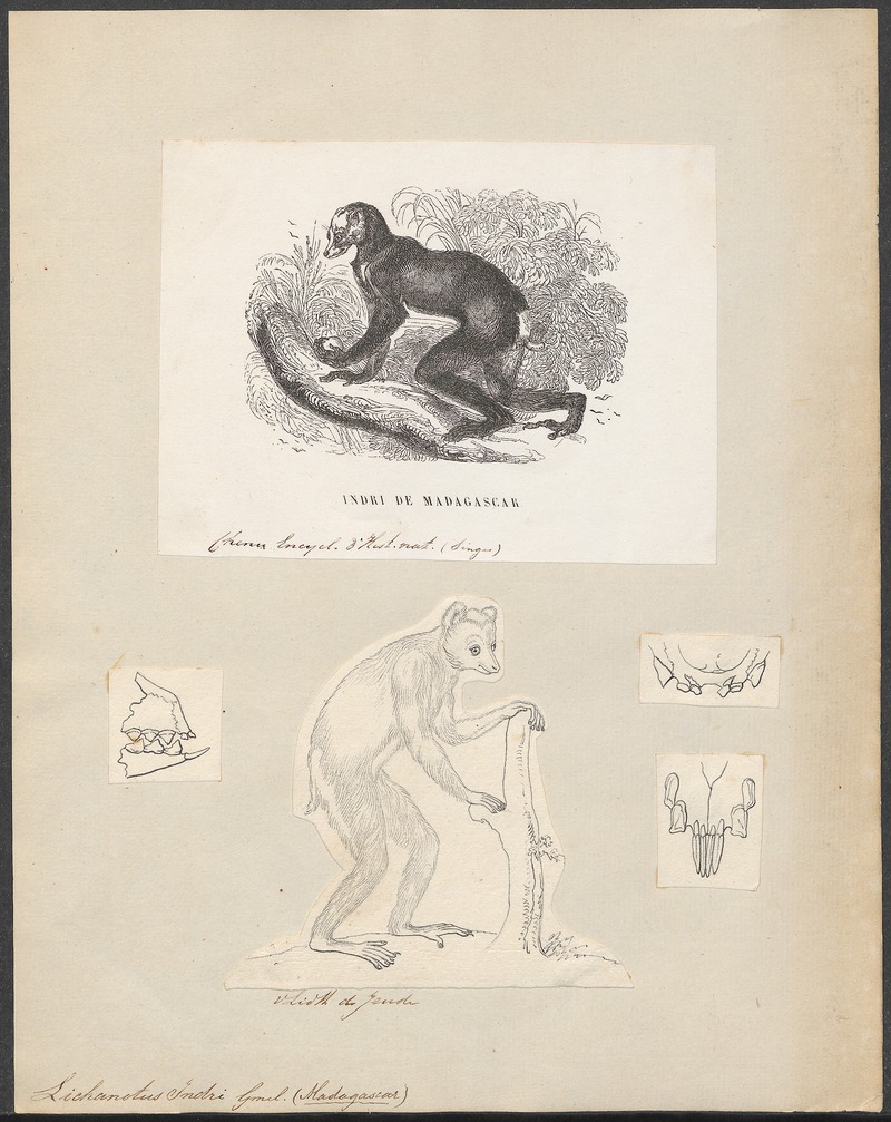 Lichanotus indri - 1700-1880 - Print - Iconographia Zoologica - Special Collections University of Amsterdam - UBA01 IZ19700163.jpg