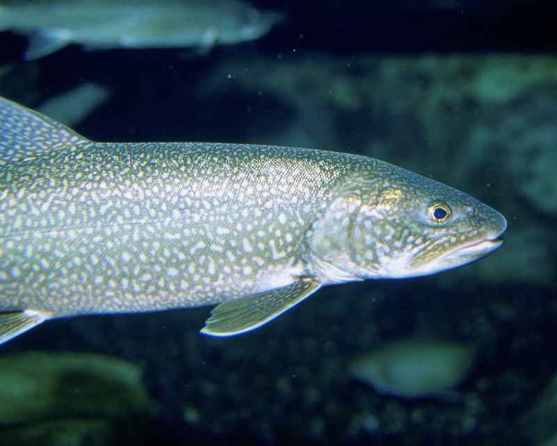 Lake trout fish underwater close up head - lake trout (Salvelinus namaycush).jpg