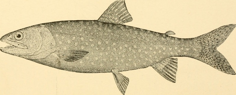 American game fishes; their habits, habitat and peculiarities; (1892) (17524937294).jpg