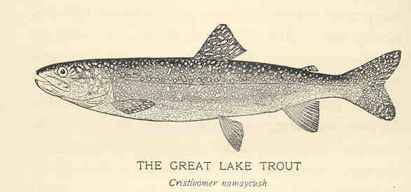 FMIB 35757 Great Lake Trout (Cristivomer namaycush).jpeg