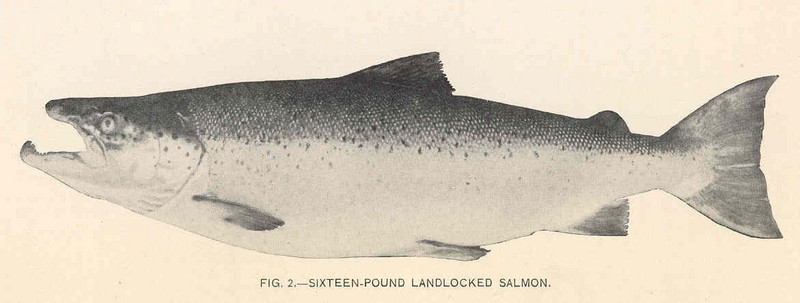 FMIB 37752 Sixteen-Pound Landlocked Salmon.jpeg