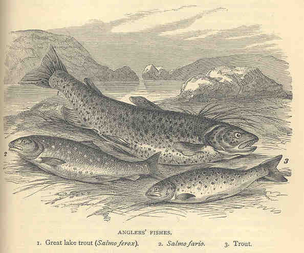 FMIB 36268 Anglers' Fishes- 1 Great lake trout (Salmo ferox) 2 Salmo fario 3Trout.jpeg