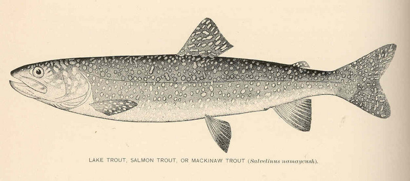 FMIB 39178 Lake Trout, Salmon Trout, or Mackinaw Trout (Salvelinus namayeush).jpeg