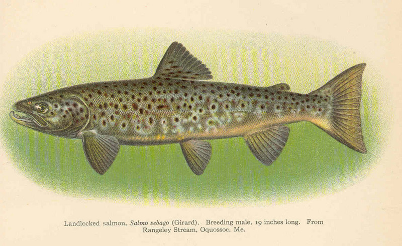 FMIB 39003 Landlocked salmon, Salmo sebago (Girard) Breeding male, 19 inches long From Rangeley Stream, Oquossoc, Me.jpeg