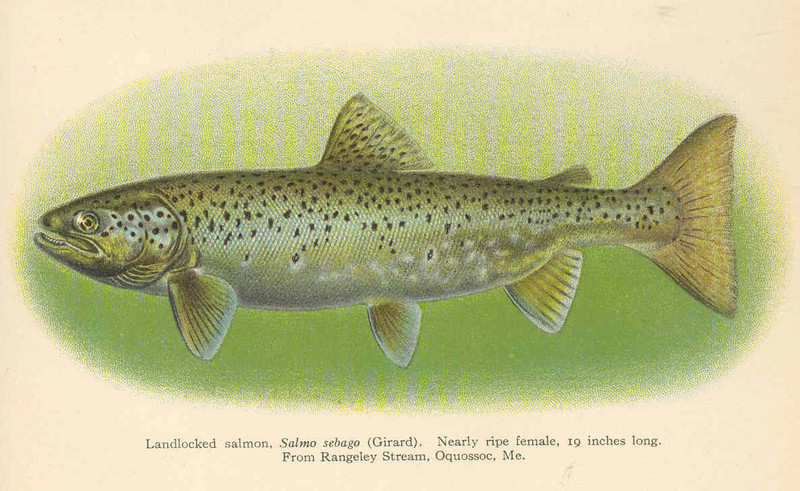FMIB 38994 Landlocked salmon, Salmo sebago (Girard) Nearly ripe female, 19 inches long From Rangely Stream, Oquossoc, Med.jpeg