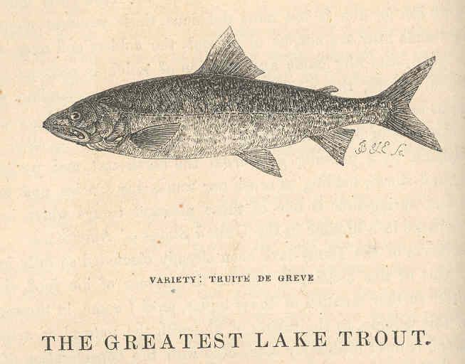 FMIB 44049 Greatest Lake Trout - Mackinaw Salmon--Namaycush--Salmon Trout - Variety- Truite de Greve.jpeg