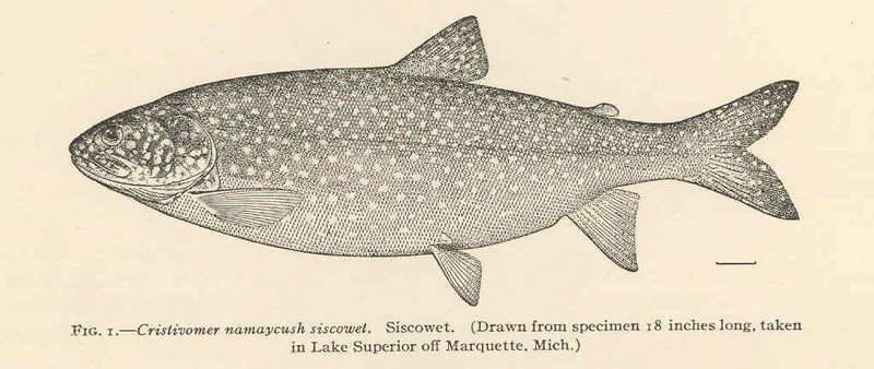 FMIB 42868 Cristivomer namaycush siscowet Siscowet (Drawn from specimen 18 inches long, taken in Lake Superior of Marquette, Mich).jpeg
