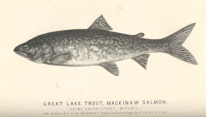 FMIB 44050 Great Lake Trout Mackinaw Salmon Salmo amethystinus, Mitchil.jpeg