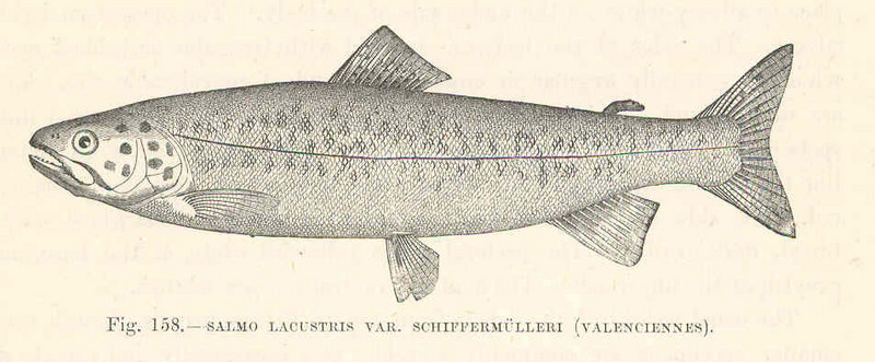 FMIB 48126 Salmo lacustris, var Schiffenulleri (Valenciennes).jpeg