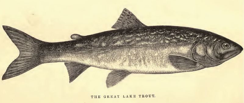 The Great Lake Trout (Norris 1864).JPG