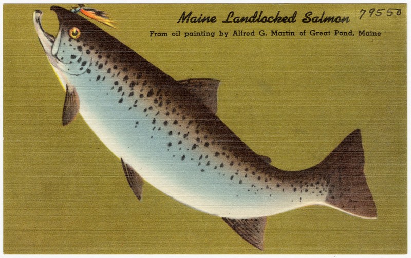 Maine Landlocked Salmon, from oil painting by Alfred G. Martin of Great Pond, Maine (79550).jpg