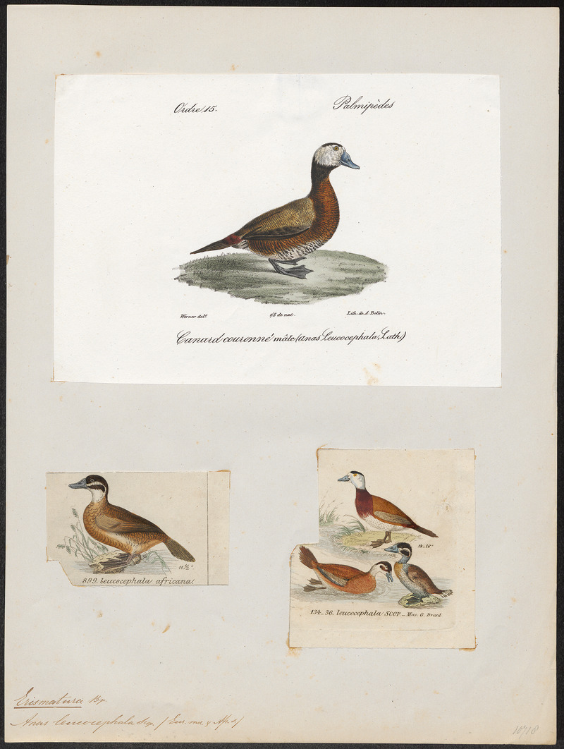 Erismatura leucocephala - 1700-1880 - Print - Iconographia Zoologica - Special Collections University of Amsterdam - UBA01 IZ17700167.jpg