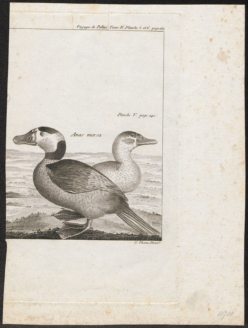 Erismatura leucocephala - 1788-1794 - Print - Iconographia Zoologica - Special Collections University of Amsterdam - UBA01 IZ17700165.jpg