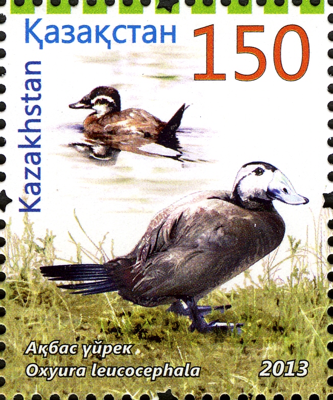 Stamps of Kazakhstan, 2013-64.jpg