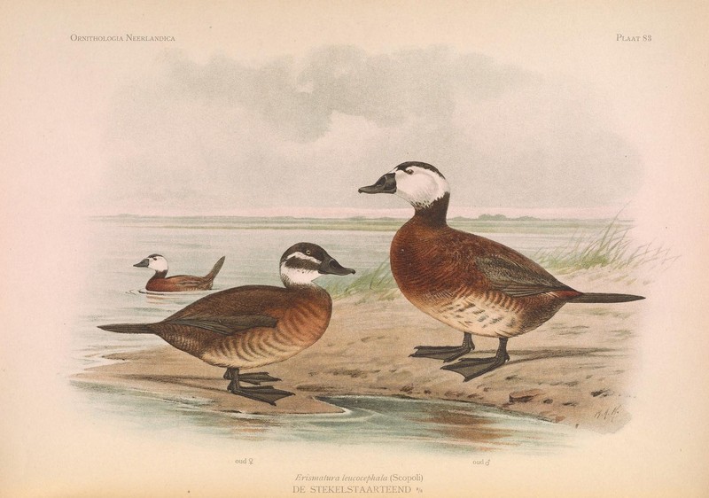 Ornithologia neerlandica (PLAAT 83) (7087058523).jpg
