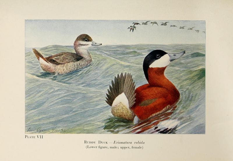 Birds of the Rockies (Plate VII) BHL6515239.jpg