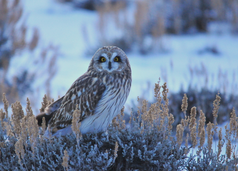 Short-Eared Owl on Seedskadee NWR (23156055129) - short-eared owl (Asio flammeus).jpg