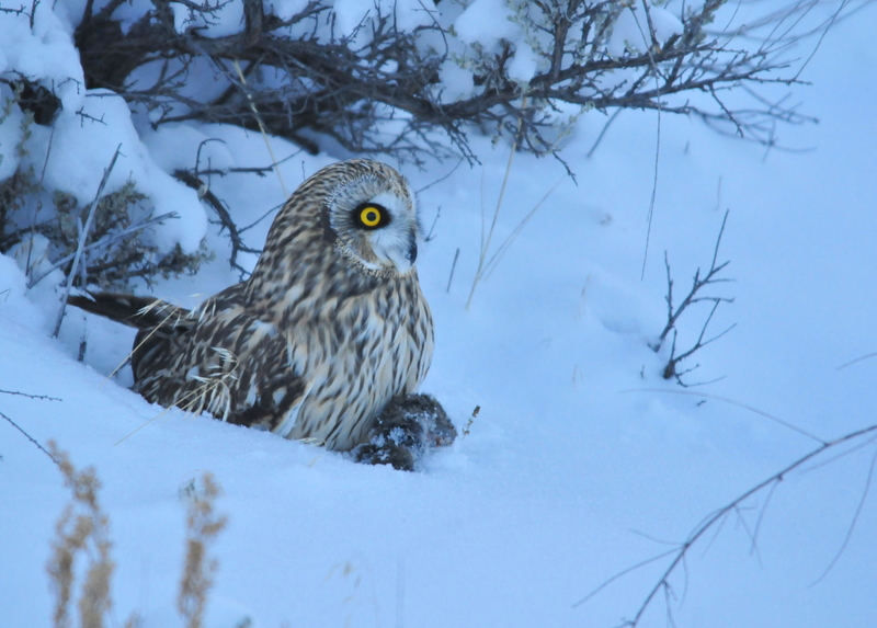 Short-Eared Owl on Seedskadee NWR (23404826353).jpg