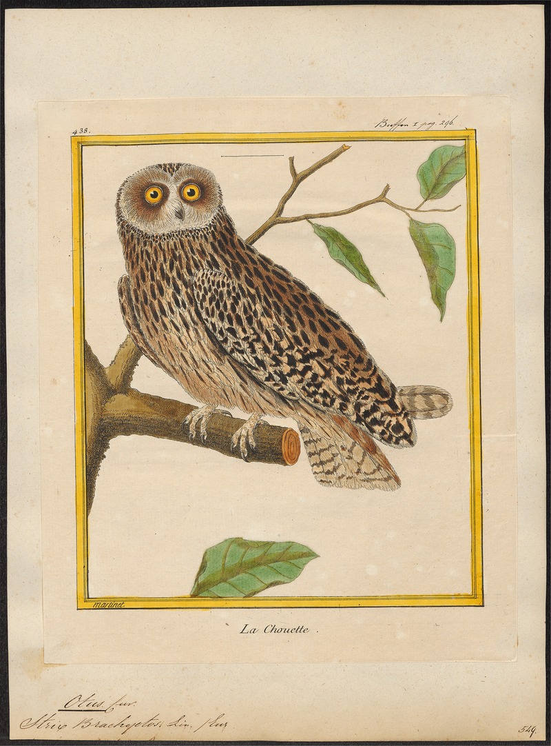 Otus brachyotus - 1700-1880 - Print - Iconographia Zoologica - Special Collections University of Amsterdam - UBA01 IZ18400203.jpg