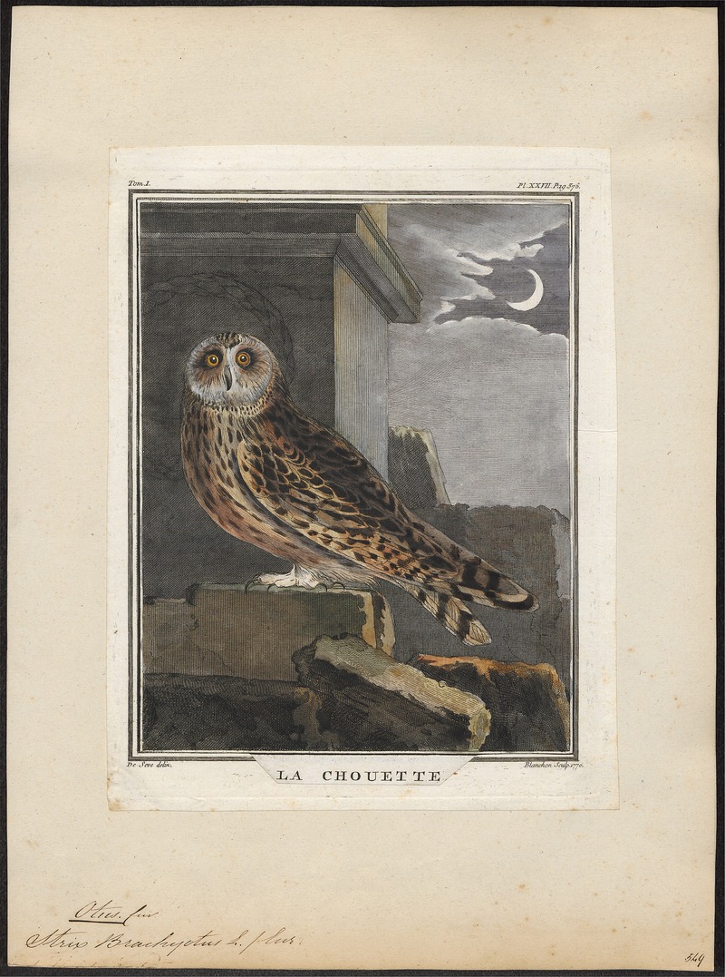 Otus brachyotus - 1700-1880 - Print - Iconographia Zoologica - Special Collections University of Amsterdam - UBA01 IZ18400205.jpg