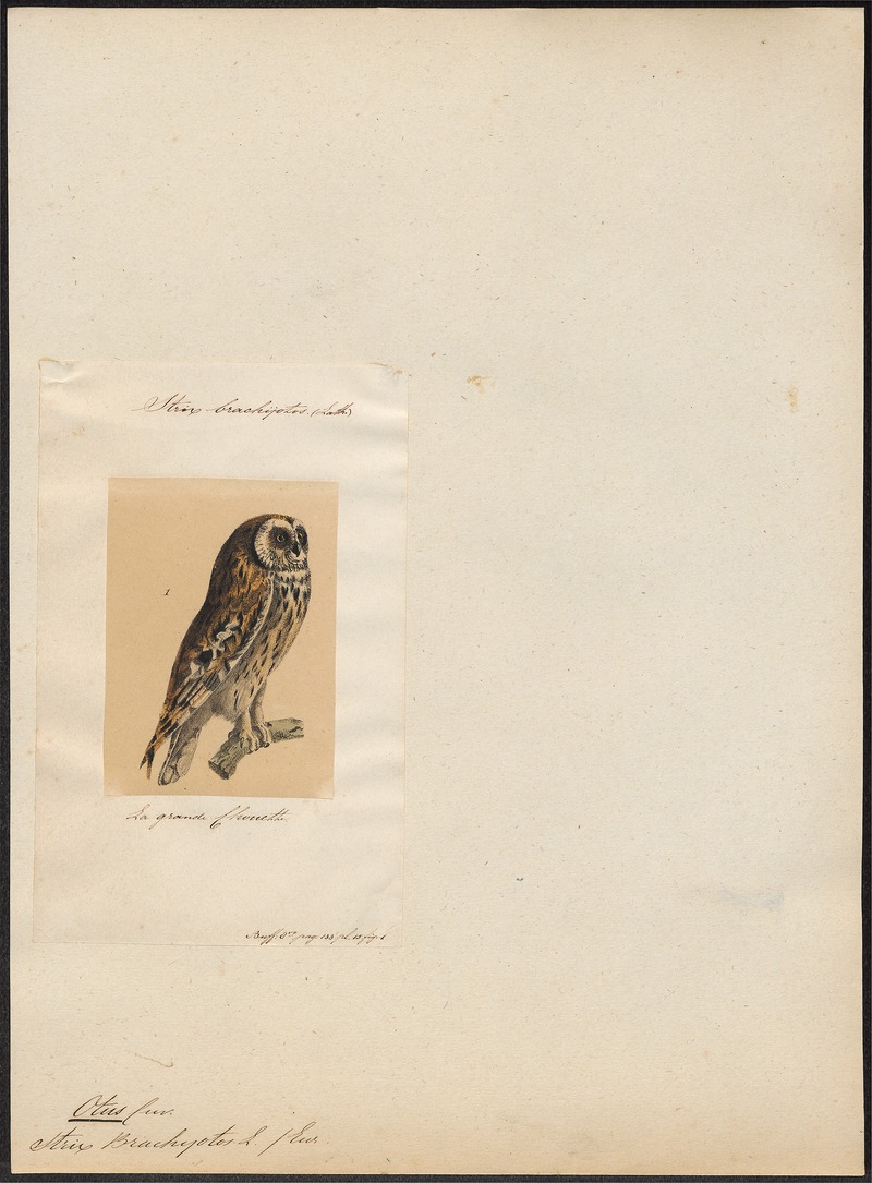 Otus brachyotus - 1700-1880 - Print - Iconographia Zoologica - Special Collections University of Amsterdam - UBA01 IZ18400207.jpg