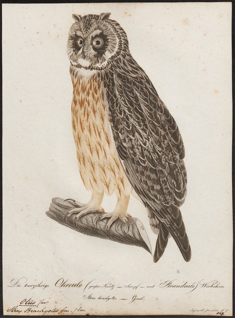 Otus brachyotus - 1800-1812 - Print - Iconographia Zoologica - Special Collections University of Amsterdam - UBA01 IZ18400195.jpg