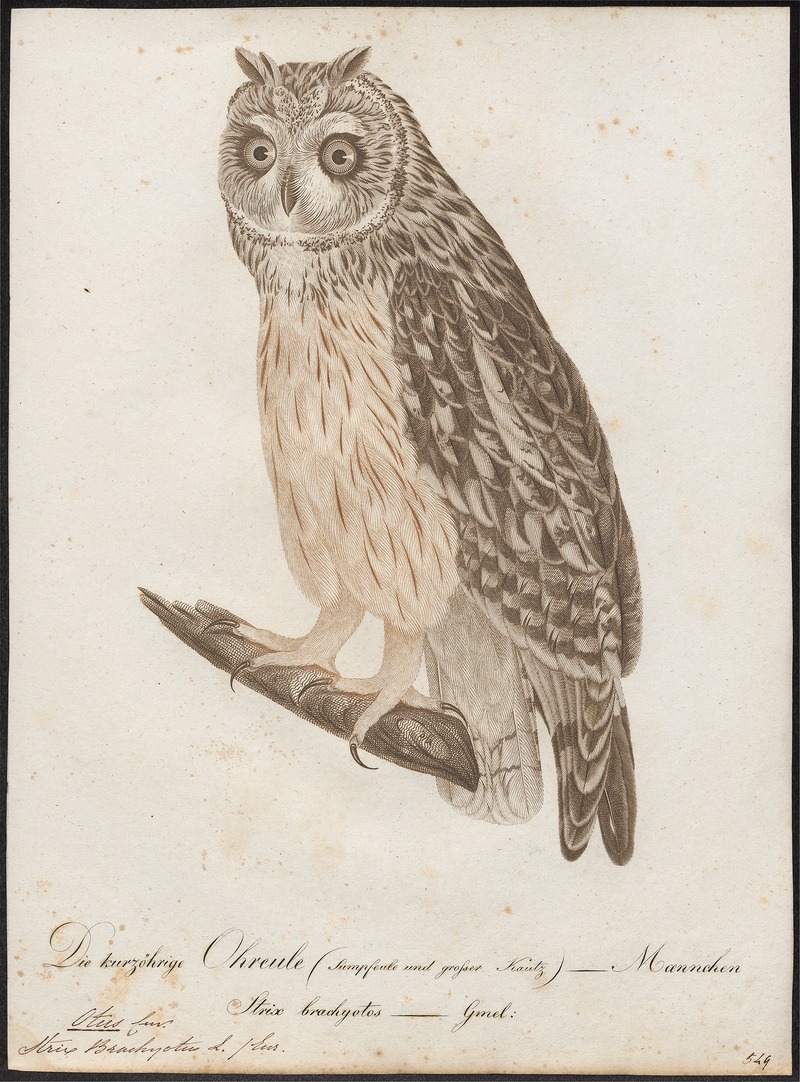 Otus brachyotus - 1800-1812 - Print - Iconographia Zoologica - Special Collections University of Amsterdam - UBA01 IZ18400199.jpg
