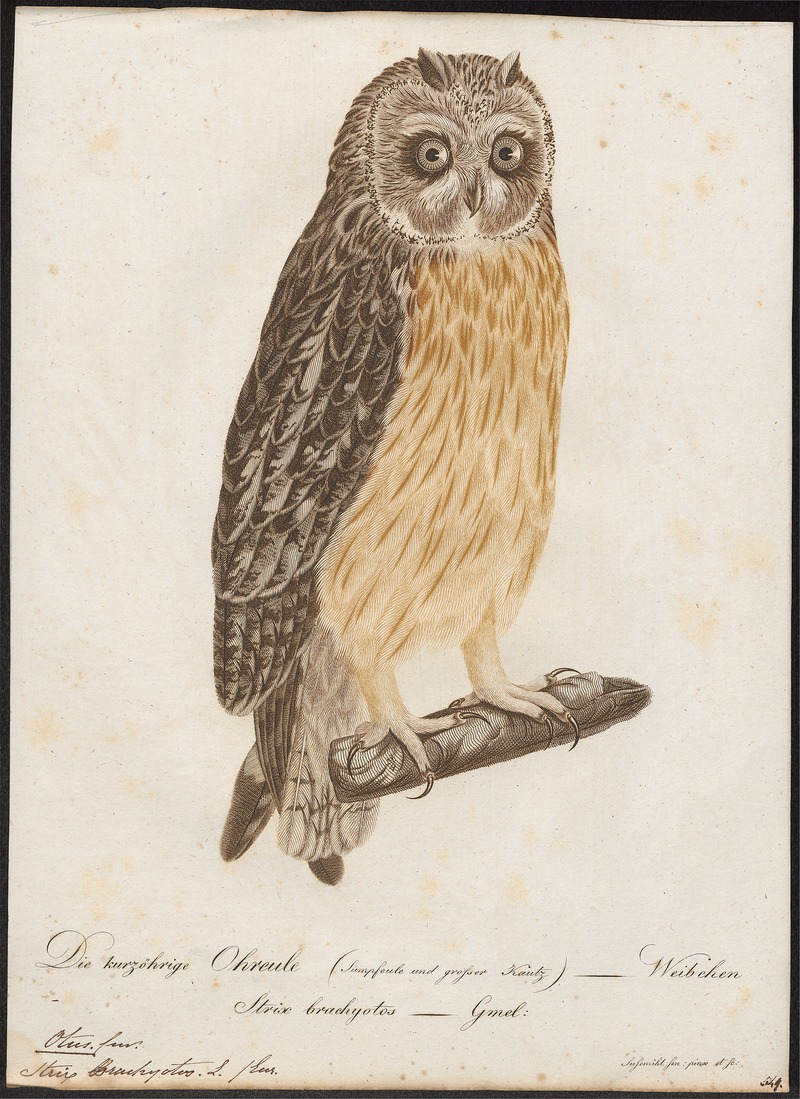 Otus brachyotus - 1800-1812 - Print - Iconographia Zoologica - Special Collections University of Amsterdam - UBA01 IZ18400201.jpg