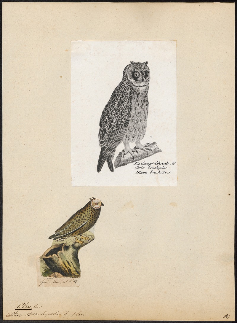 Otus brachyotus - 1809-1845 - Print - Iconographia Zoologica - Special Collections University of Amsterdam - UBA01 IZ18400193.jpg
