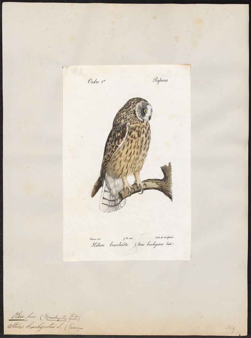 Otus brachyotus - 1842-1848 - Print - Iconographia Zoologica - Special Collections University of Amsterdam - UBA01 IZ18400197.jpg