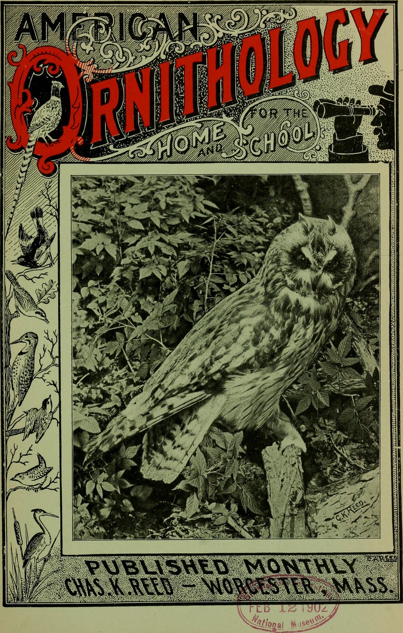 American ornithology for the home and school (1901) (14563376960).jpg