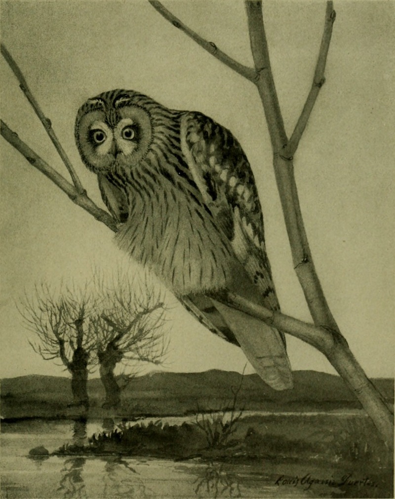 Bird lore (1904) (14751372302).jpg