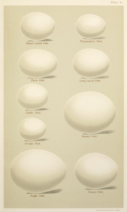 Eggs of British Birds Seebohm 1896 Plate6.jpg