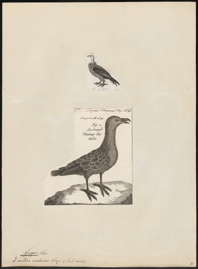 Gyps indicus - 1700-1880 - Print - Iconographia Zoologica - Special Collections University of Amsterdam - UBA01 IZ18100081.jpg