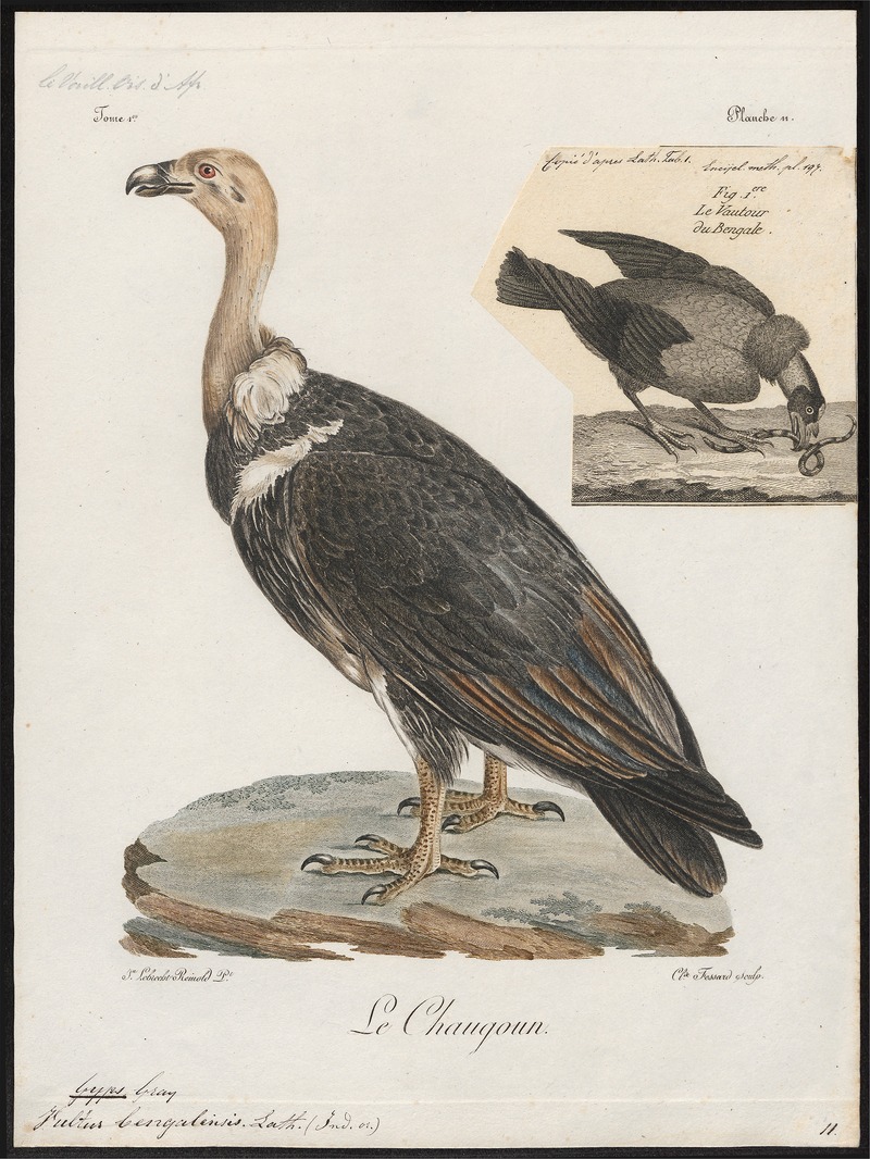 Gyps bengalensis - 1796-1808 - Print - Iconographia Zoologica - Special Collections University of Amsterdam - UBA01 IZ18100083.jpg