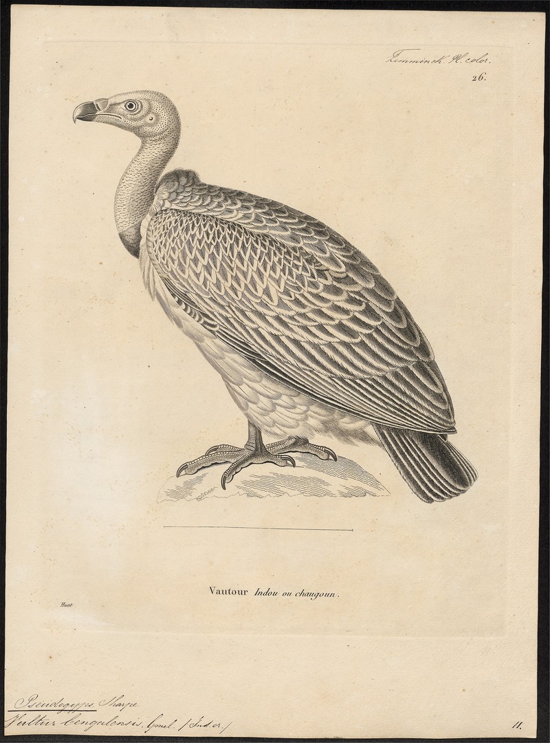 Gyps bengalensis - 1700-1880 - Print - Iconographia Zoologica - Special Collections University of Amsterdam - UBA01 IZ18100085.jpg