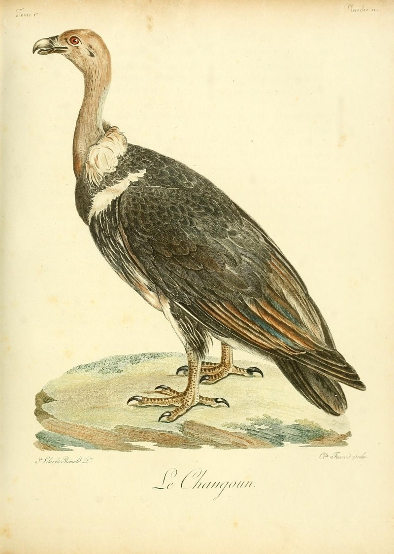 Histoire naturelle des oiseaux d'Afrique (8597068469).jpg