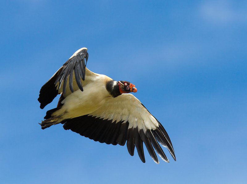 Urubu Rei voando - king vulture (Sarcoramphus papa).jpg
