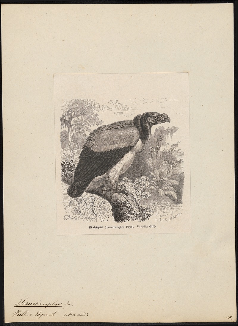 Sarcoramphus papa - 1700-1880 - Print - Iconographia Zoologica - Special Collections University of Amsterdam - UBA01 IZ18100107.jpg