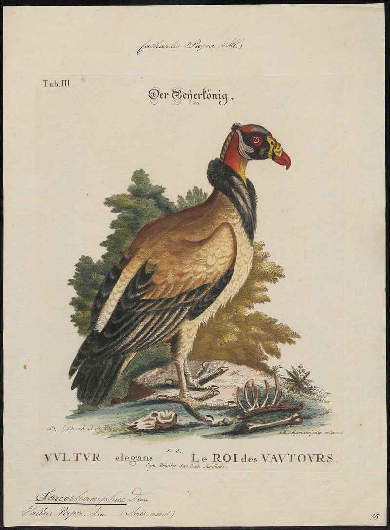 Sarcoramphus papa - 1700-1880 - Print - Iconographia Zoologica - Special Collections University of Amsterdam - UBA01 IZ18100109.jpg