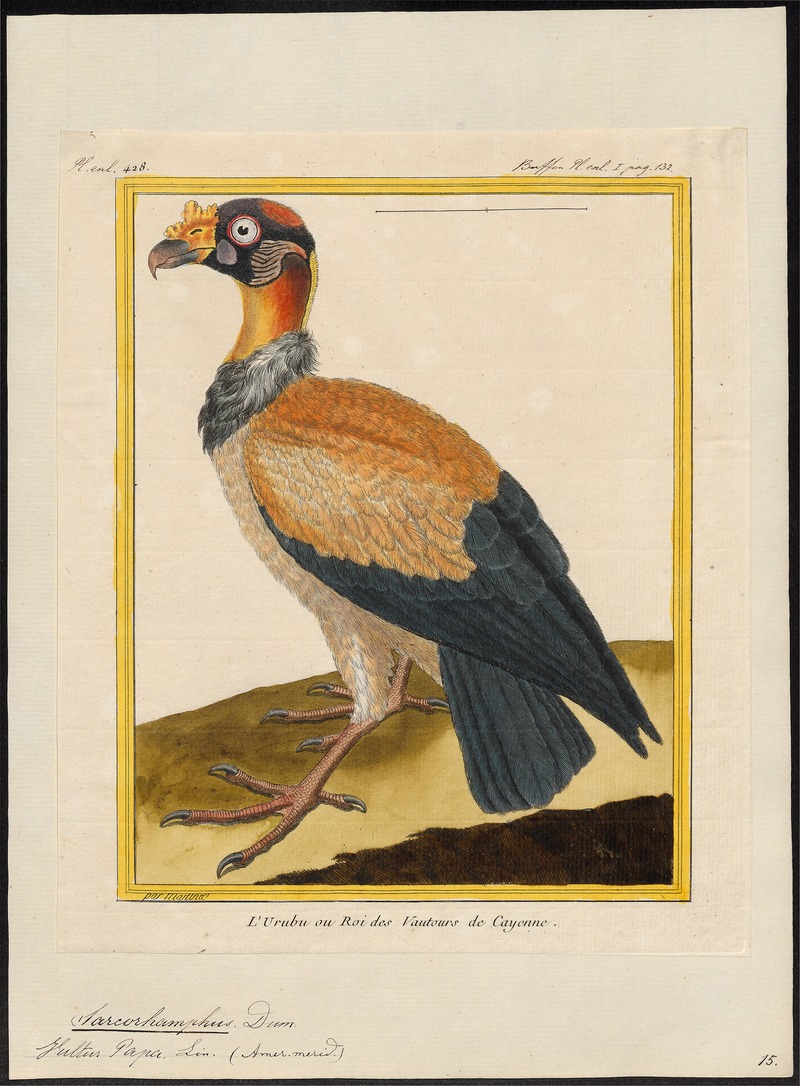 Sarcoramphus papa - 1700-1880 - Print - Iconographia Zoologica - Special Collections University of Amsterdam - UBA01 IZ18100111.jpg