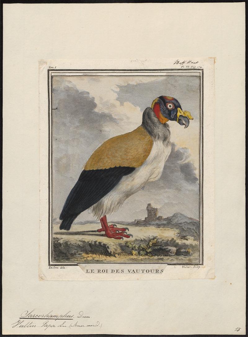 Sarcoramphus papa - 1700-1880 - Print - Iconographia Zoologica - Special Collections University of Amsterdam - UBA01 IZ18100113.jpg