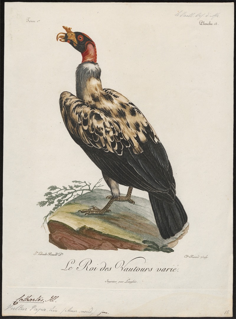 Sarcoramphus papa - 1796-1808 - Print - Iconographia Zoologica - Special Collections University of Amsterdam - UBA01 IZ18100117.jpg