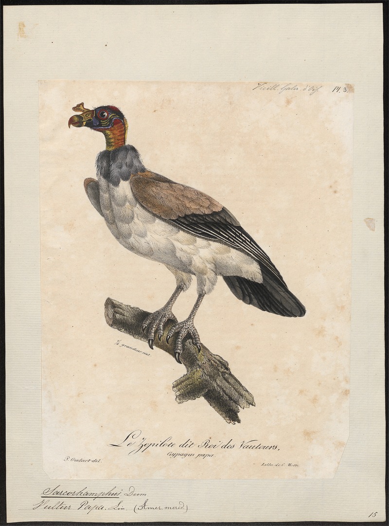 Sarcoramphus papa - 1825-1834 - Print - Iconographia Zoologica - Special Collections University of Amsterdam - UBA01 IZ18100115.jpg
