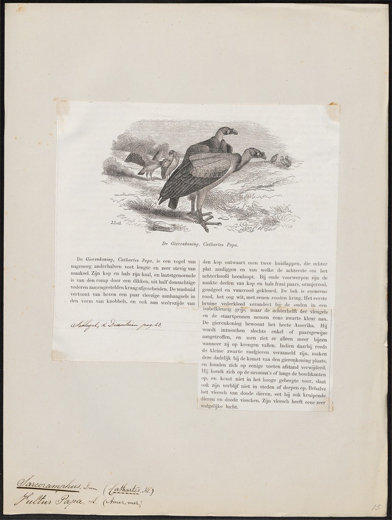 Sarcoramphus papa - 1872 - Print - Iconographia Zoologica - Special Collections University of Amsterdam - UBA01 IZ18100105.jpg